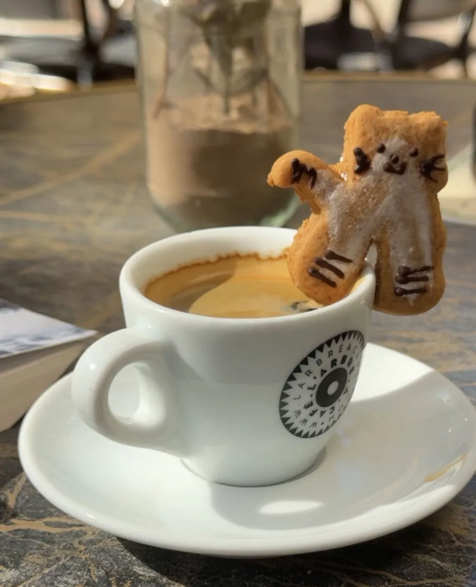 Chat Pain d'épices