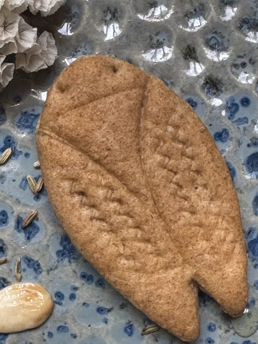 Cigale gibassier